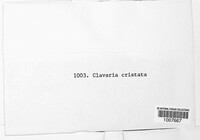 Clavulina coralloides image